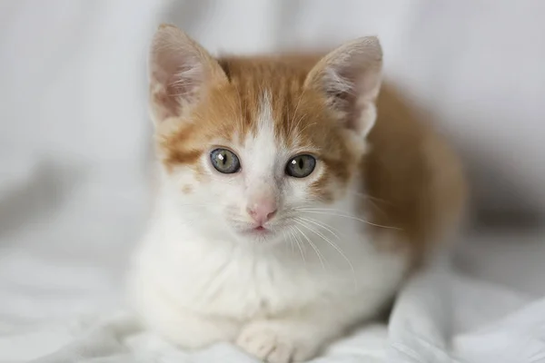 Retrato de un joven gato tabby . — Foto de Stock