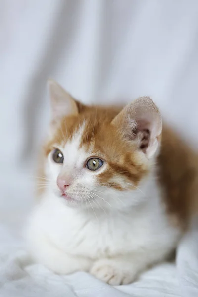 Portrait of a young tabby cat. — Stock Photo, Image