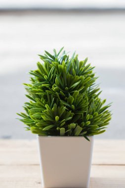 Beyaz pot küçük bitki kapatın