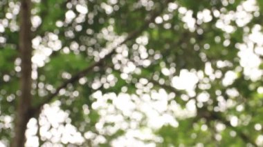 bokeh bulanık doğa arka plan