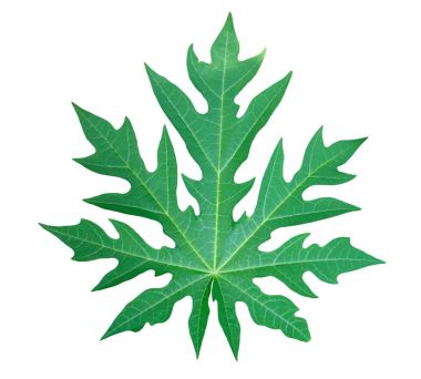Yeşil papaya yaprak izole beyaz arka planda, kesme yolları