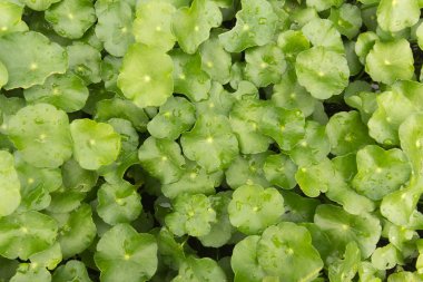 Asya bitki dokulu arka plan