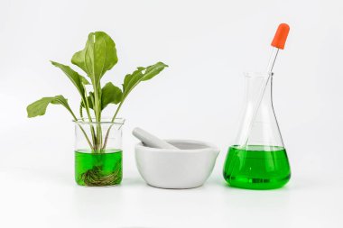 Bitkisel doğal organik botanik