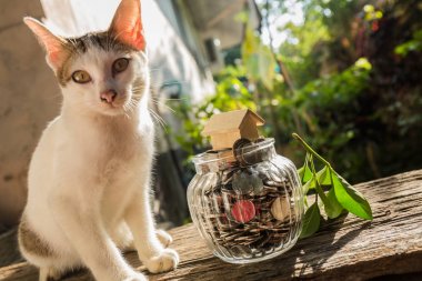 Sabah zaman bulanık doğa arka plan ile güzel kedi.