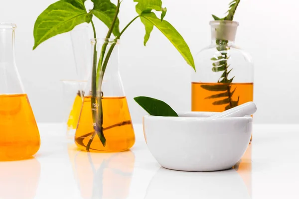 Science glassware medicine with natural plant and oil laboratory concept.