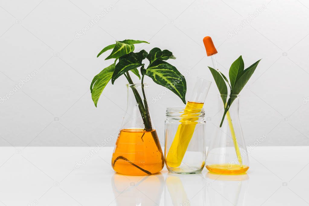 Science glassware medicine with natural plant and oil laboratory concept.