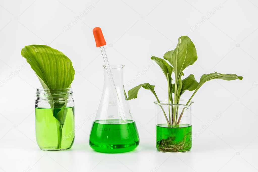 Herbal natural organic botany for Eco-friendly energy experiments concept.