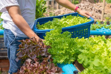 Hidroponik sebze hasadı, toksik olmayan. Suyla ekilmiş.