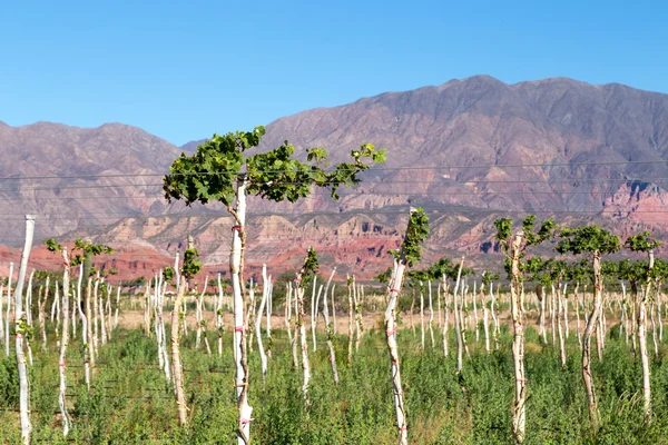 Viñedos en Neuquén, Argentina — Foto de Stock