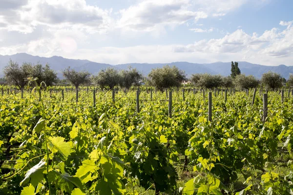 Magnifique vignoble à Mendoza, Argentine — Photo