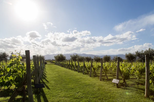 Krásné vinice v Mendoza, Argentina — Stock fotografie