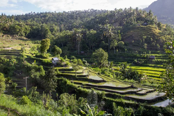 Bali Arroz Terrazas — Foto de Stock