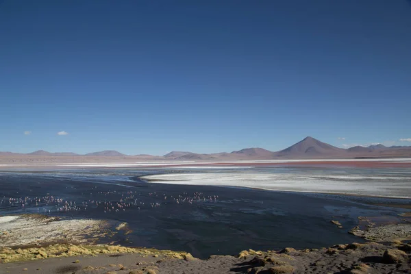 Laguna Colorada em Bolívia — Fotografia de Stock