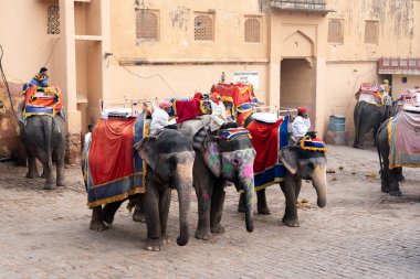 Jaipur, Hindistan 'daki Amber Kalesi' nde madalyalı filler.