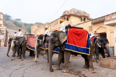 Jaipur, Hindistan 'daki Amber Kalesi' nde madalyalı filler.