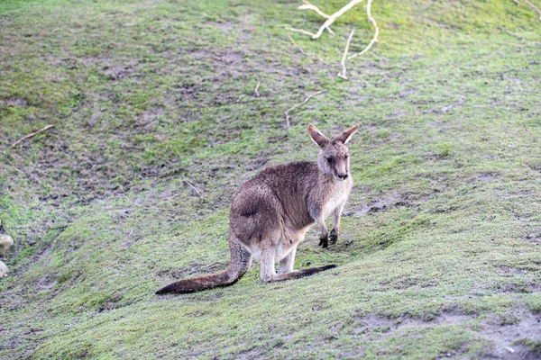 Kangaroo in Copenhagen Zoo — ストック写真