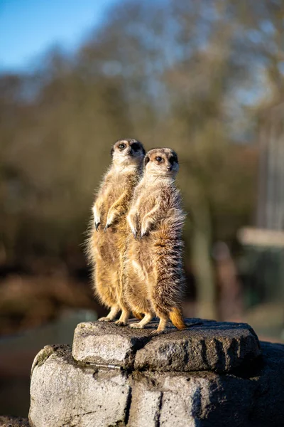 Meerkats dans le zoo de Copenhague — Photo