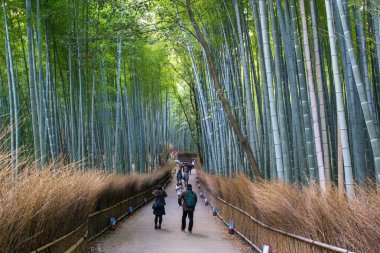 Japonya, Kyoto 'daki Arashiyama Bambu Korusu