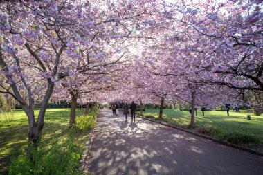 Kopenhag 'daki Bispebjerg Mezarlığı' nda Kiraz Çiçeği