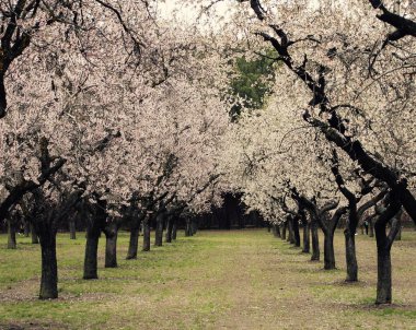 Badem çiçeği ağaçlar