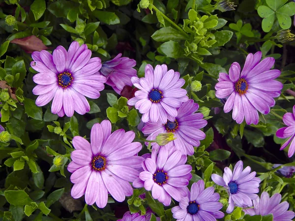 Dimorphoteca ecklonis bahçede