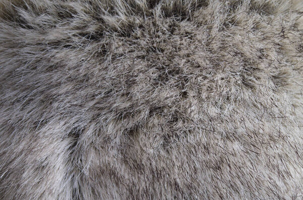 Grey pelt hair texture