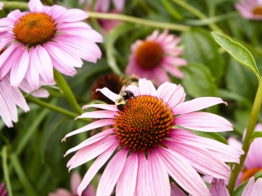 Echinacea purpurea arıya