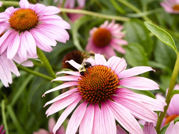 Echinacea purpurea arıya