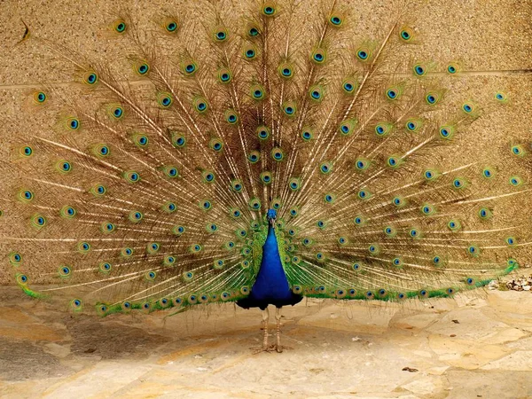 Uzun kuyruklu peacock — Stok fotoğraf