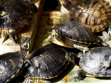 Göldeki Kaplumbağalar