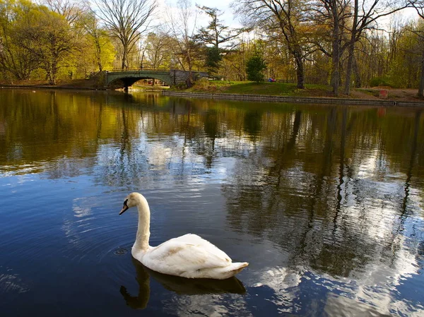 Cisne em uma lagoa no parque Prospect — Fotografia de Stock