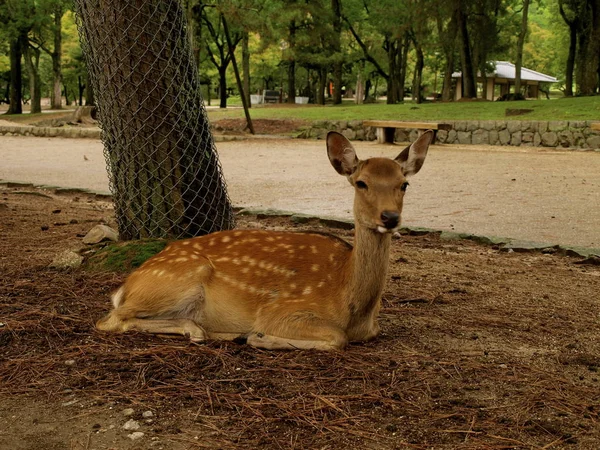 日本の宮島の鹿 — ストック写真