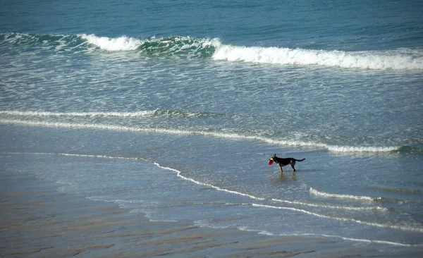 Perro jugando con un disco de plástico en la playa — Foto de Stock