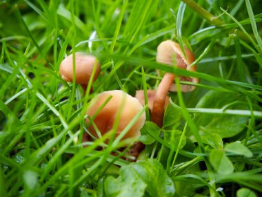 Marasmius oreades mantar