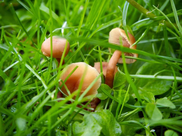 Marasmius oreades mantar