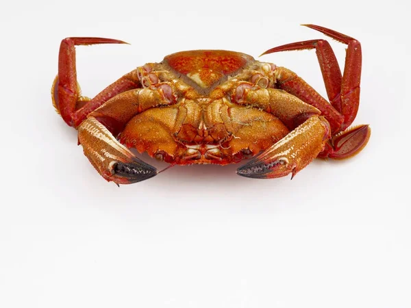 Kadife Yengeç beyaz arka plan üzerinde