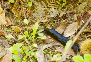 Ormanın içinde İspanyolca Slug (Arion vulgaris)