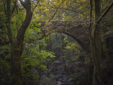 Eume Fragas bulunan Galiçya Brige