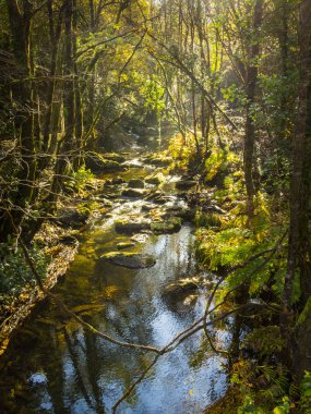 Galiçya 'da Eume Fragas