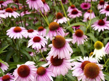 Echinacea purpurea bahçede