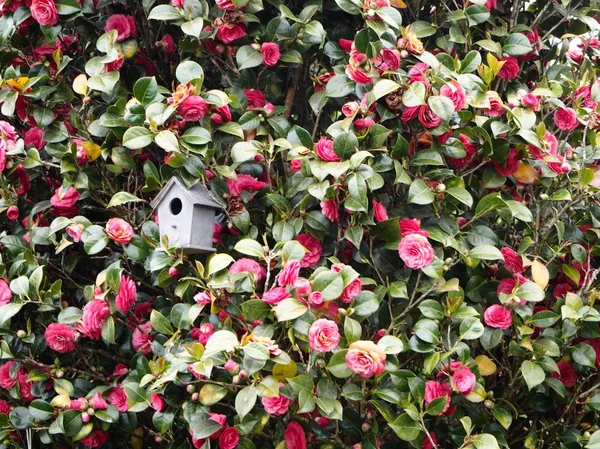 Birdhouse in the rosebush — Stock Photo, Image