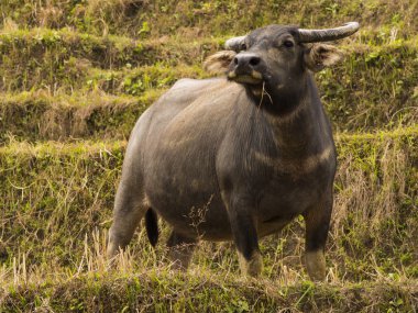 Su buffalos alanında