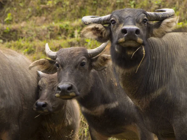 Su buffalos alanında — Stok fotoğraf