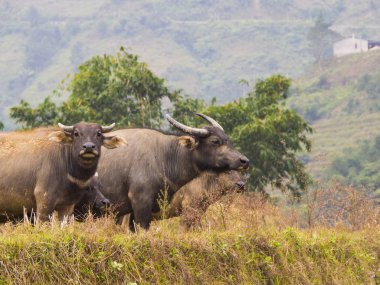 Su buffalos alanında