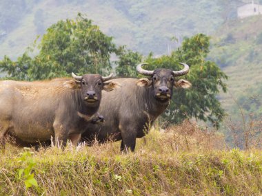 Su buffalos alanında