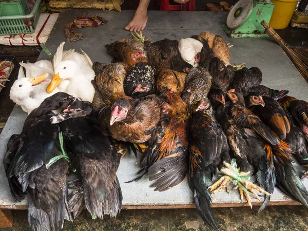 Piyasada satış için canlı kuşlar