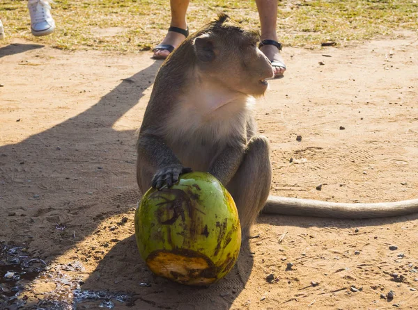 Wildwife monkey in Angkor Wat Temple in Cambodia — Stock Photo, Image