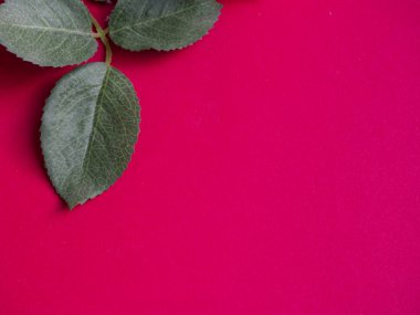 yaprakları arka plan