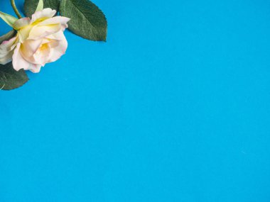 Pembe gül arkaplanı