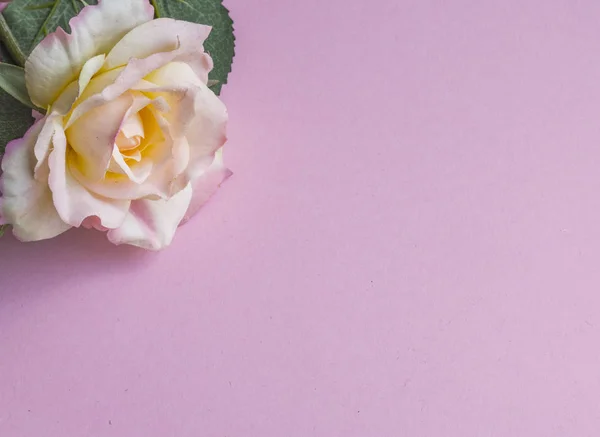 Roze roze bloem op roze achtergrond — Stockfoto